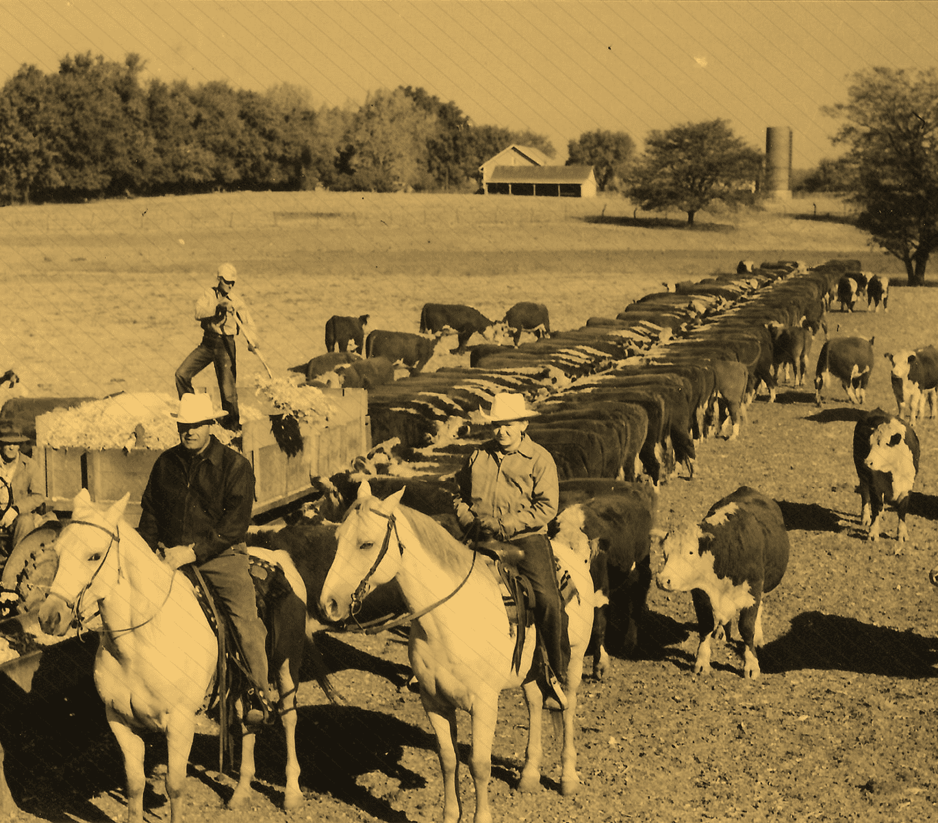 Funk Farm Horses